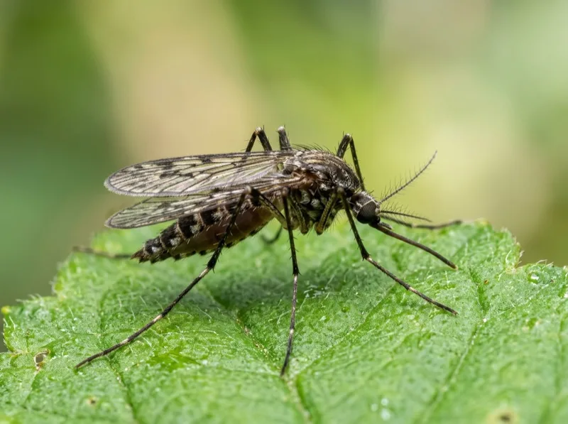 Close-up of a mosquito, a common Mumbai monsoon pest